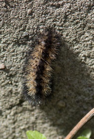 Caterpillar Ctenucha Virginica Bugguide Net