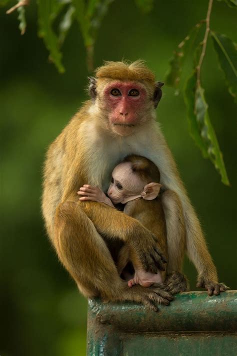 Toque Macaque | Animals Wiki | Fandom