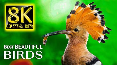 Best Beautiful Birds Collection In 8k Ultra Hd Nature Sounds Relaxing