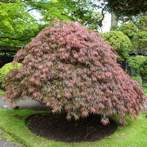 Perfect Plants Tamukeyama Arce Japon S De A Pies De Alto Rbol