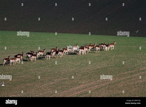 Deer Crop Hi Res Stock Photography And Images Alamy