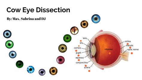 eye ball retina
