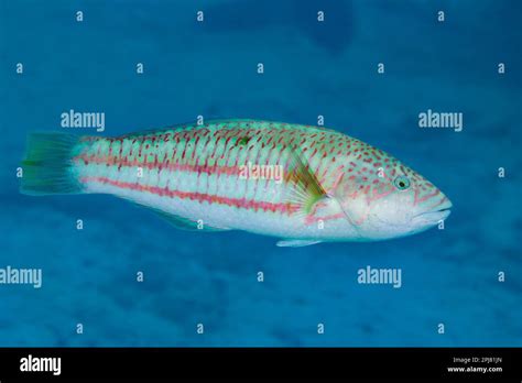 The surge wrasse, Thalassoma purpureum, is also known as the green ...