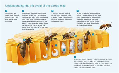 Varroa Mite Management ⋆ Paseo Del Norte Beekeepers Association