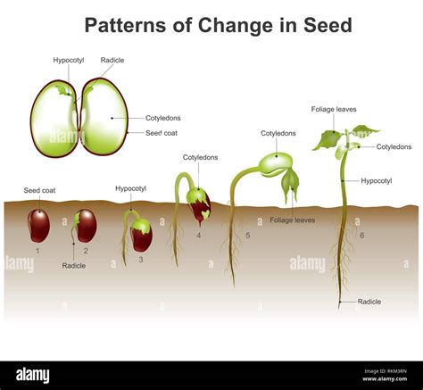 What Is Seed Germination