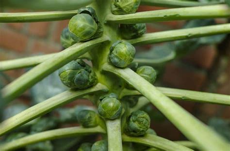 10 Best Brussel Sprouts Companion Plants | Gardening is Great