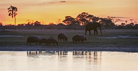 Hwange National Park - Piper & Heath TravelPiper & Heath Travel