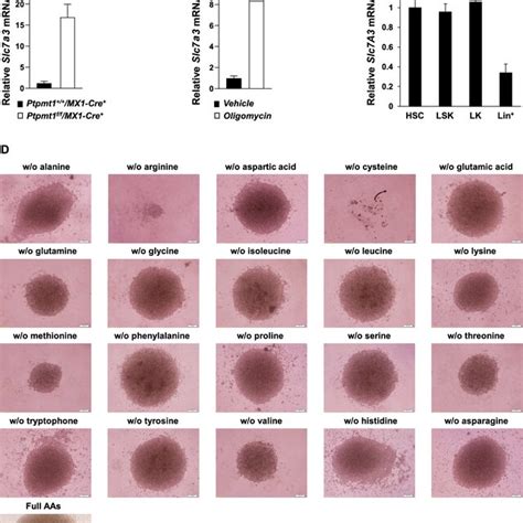 Slc7a3 Knockout Does Not Attenuate Pten Loss Evoked Leukemogenesis