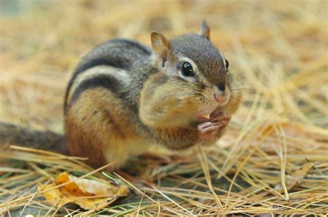 17 Natural Ways To Get Rid Of Chipmunks Dre Campbell Farm