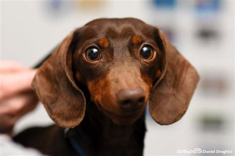 super cute  friends smiling weiner dog aww