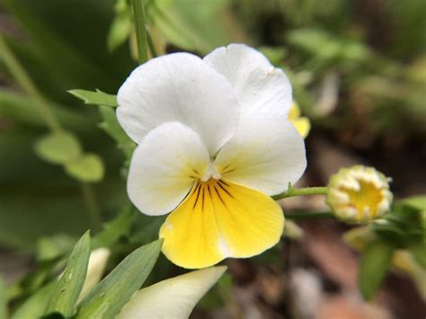 Viola-Pansy Edible Flower - 4 Leaf Flowers