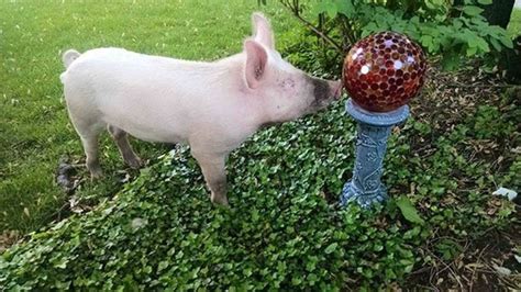 PHOTOS: Pig happy to poop all over cop car - 6abc Philadelphia