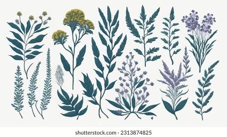 Wild Flowers Vector Collection Herbs Herbaceous Stock Vector Royalty