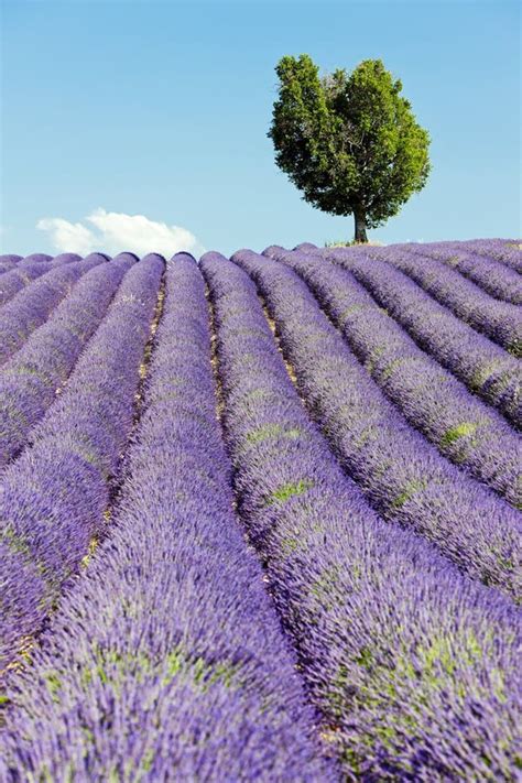 Lavender Field Stock Image Image Of Provence Alpes