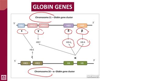 Hematology 2 U1 L32 Genetics Of Beta Thalassemia Youtube