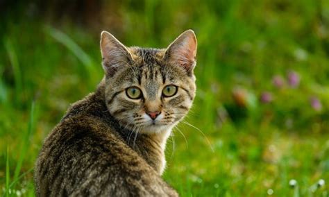 Tabby Vs Tiger Cat Similarities And Differences