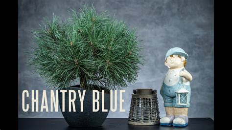 Chantry Blue Sosna Pospolita Pinus Sylvestris Chantry Blue