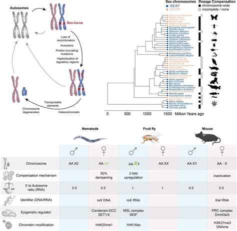 Sex Chromosomes And Dc Top Left Sex Chromosomes Are Highly Dynamic