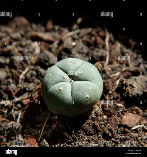 Peyote Cactus Lophophora Williamsii Ou Bouton De Mescal Utilisé Comme Un Hallucinogène Par Les