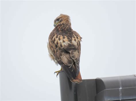 REd Tailed Hawk Southwest Naperville DuPage Elizabeth Pector Flickr