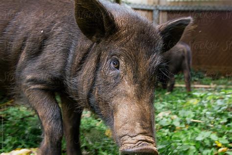 "Wild Boar Or Feral Pig In Urban Area" by Stocksy Contributor "Alejandro Moreno De Carlos" - Stocksy