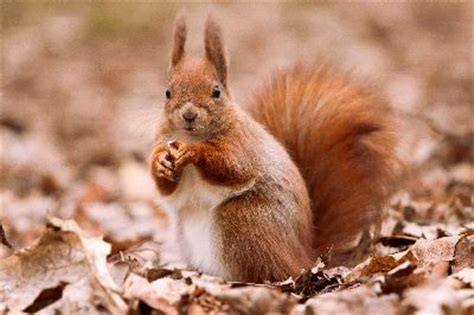 Red Squirrel - Animal Facts and Information