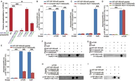 Tor Phosphorylates Tyrosine Residues In Igf Ir Insr A In An In Vitro