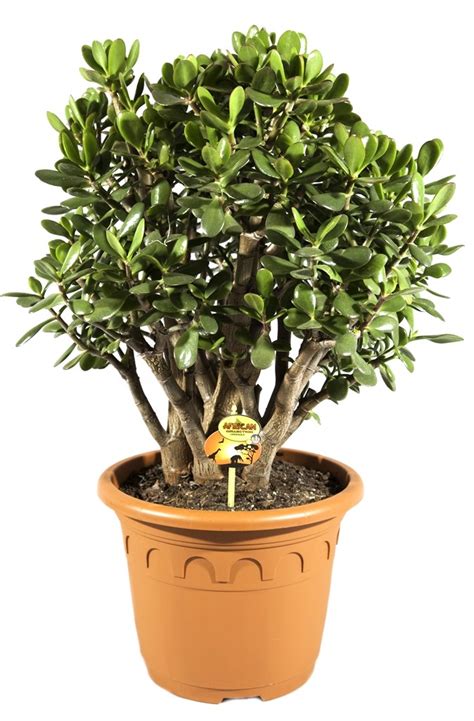 Comanda Planta Banilor Arborele De Jad Crassula Ovata H 100 Cm