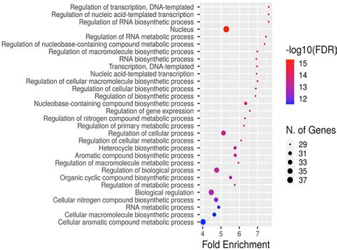 The Gene Ontology Enrichment Analysis Of Transcripts Targeted By The