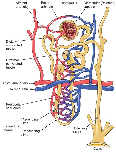 The Urinary System Structure And Function Nursing Part 1