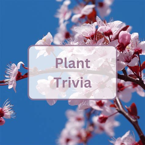 50 Plant Trivia Questions And Answers - Antimaximalist