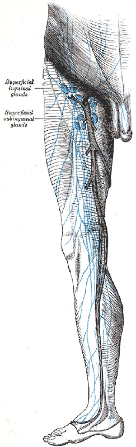 Diagram Groin Lymph Nodes