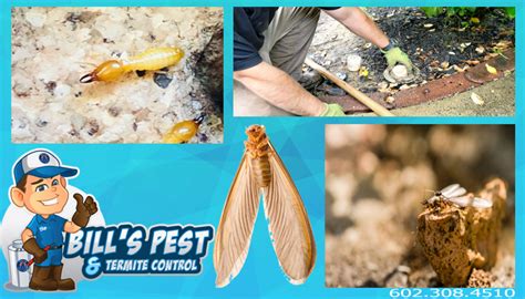 Arizonas Most Common House Bugs Bills Pest And Termite