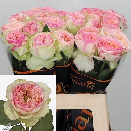 Rose Flashback Summerhouse 60cm Wholesale Dutch Flowers Florist