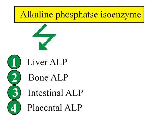 Alkaline Phosphatase Level ALP Labpedia Net