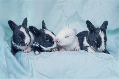 Newborn Cute Baby Bunnies Ubicaciondepersonas Cdmx Gob Mx