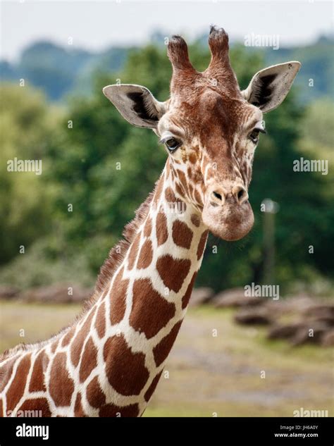 Testa Di Aniaml Immagini E Fotografie Stock Ad Alta Risoluzione Alamy