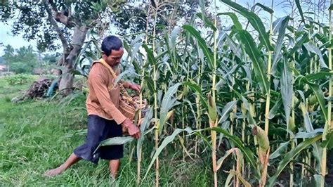 Update Harga Jagung Hibrida Senin 6 Februari 2024 Di Musi Rawas Sumsel