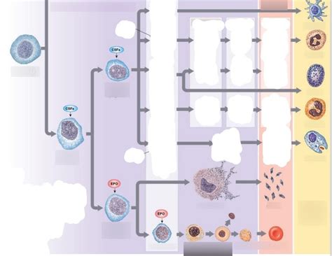 Differentiation of hematopoietic stem cells Diagram | Quizlet