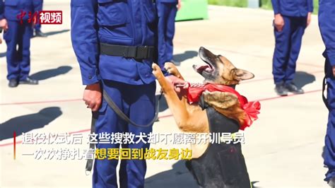 战友情深 西藏退役搜救犬惜别训导员 凤凰网视频 凤凰网