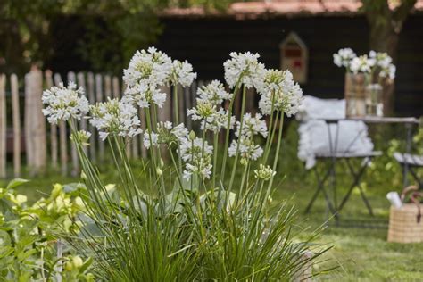 Agapanthus Everpanthus Ever White Bloeit 2x Buxuskoning