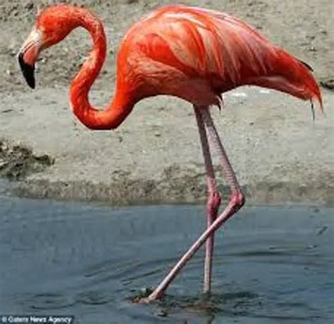 10 Interesting Flamingo Facts | My Interesting Facts