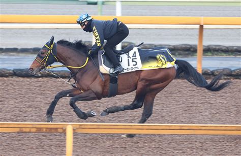 【阪神大賞典】テーオーロイヤルは充実一途 陣営「もう一段上がった感覚がある」重賞連勝へ好ムード｜ニフティニュース