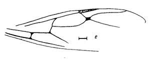 Camponotites Dlussky - AntWiki