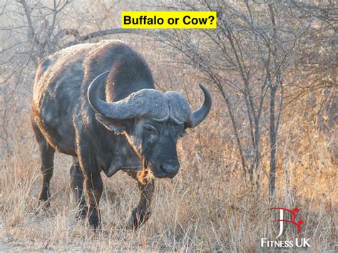 Are You a Buffalo or a Cow? - JB Fitness UK