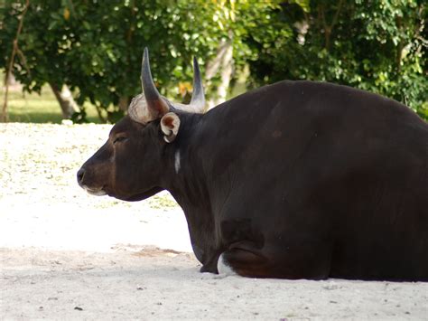 The Online Zoo - Banteng