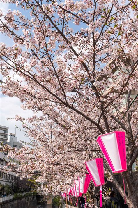 Best cherry blossoms spots in Tokyo – Travelento