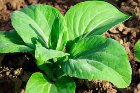 How To Plant Grow And Harvest Bok Choy