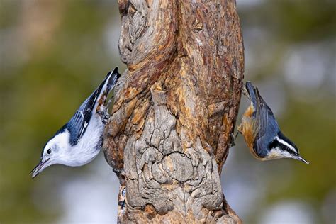 Get to Know the Gravity-Defying Nuthatch Bird Family - Birds and Blooms