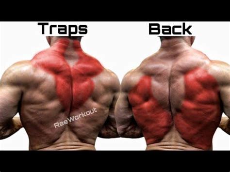 Top 5 Trap Exercises And Back Exercises To Build Wider Back Shoulder